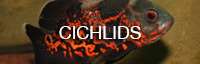 cichlids