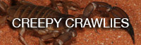 creepy crawlies