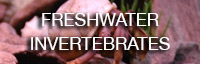freshwater invertebrates