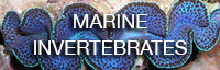 marine invertebrates