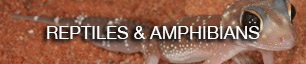 reptiles and amphibians