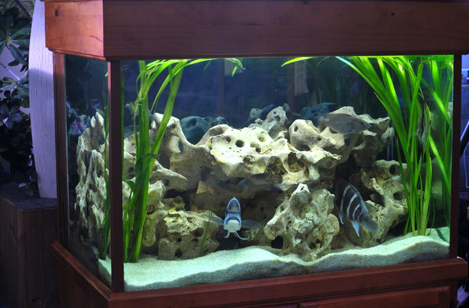 cichlid tank