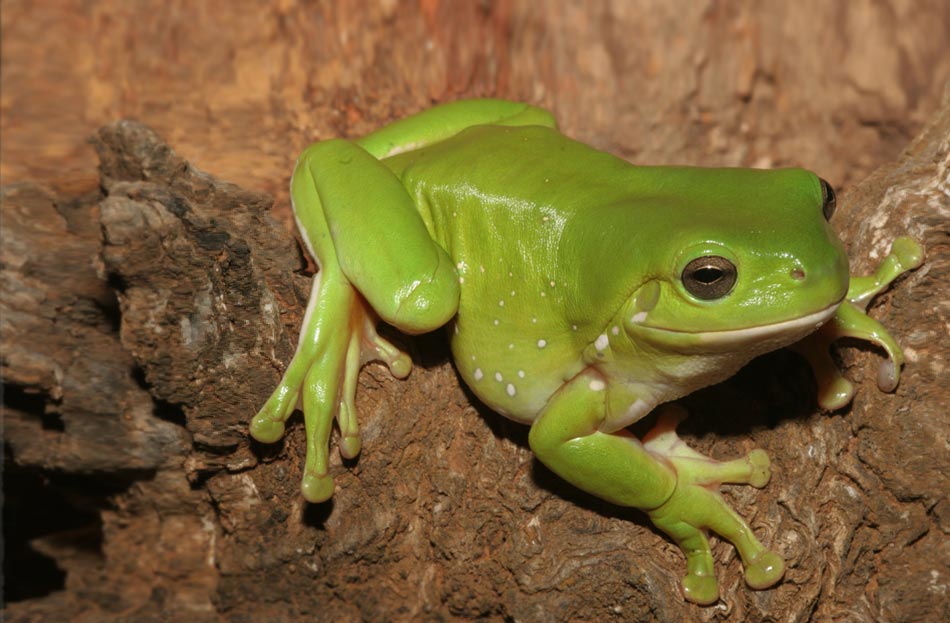 green tree frog litoria caerulia