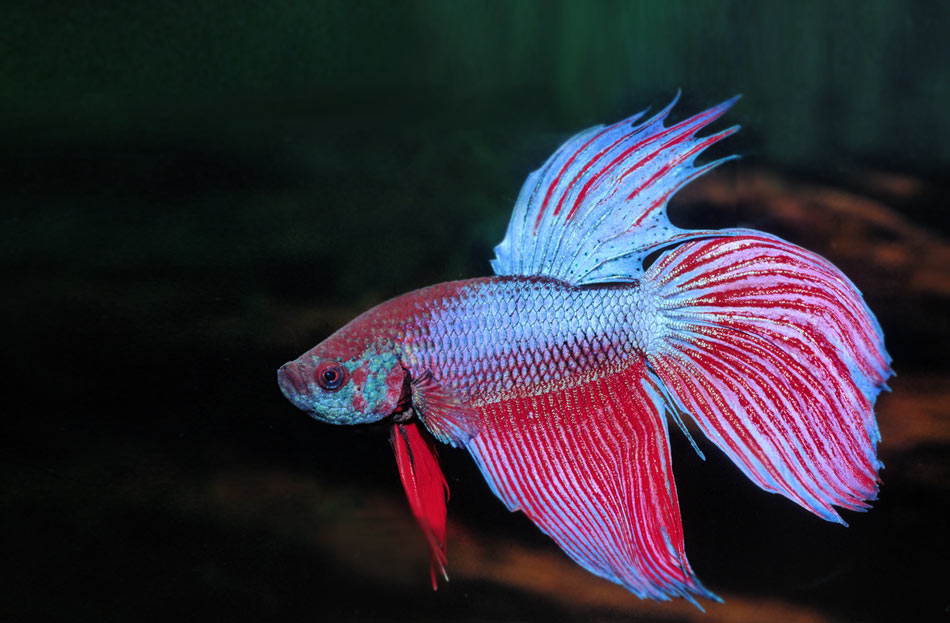 long tail fighting fish