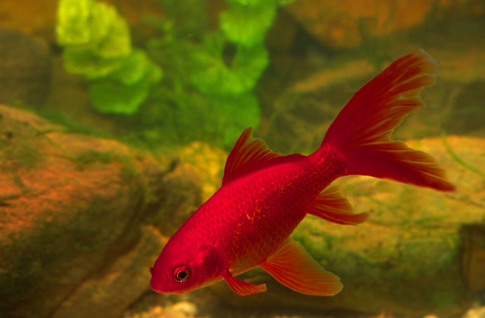 red comet goldfish