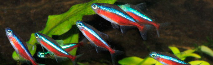 tropical cardinal tetras