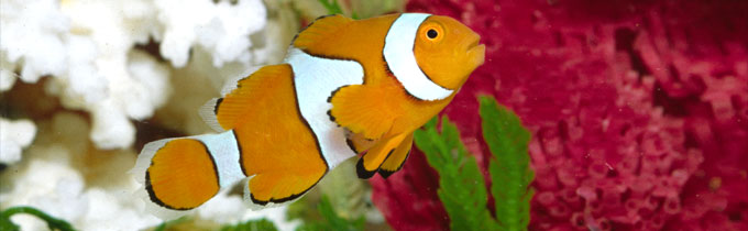 marine clown fish