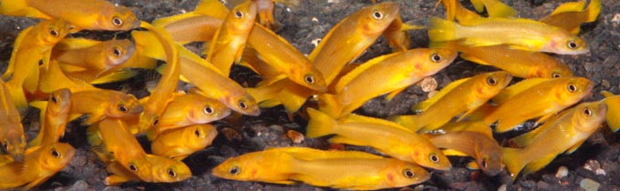 daffodil cichlids