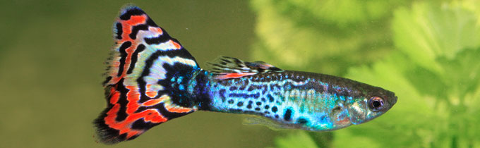 tropical guppy