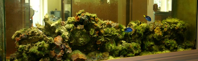 Marine tank with blue tangs