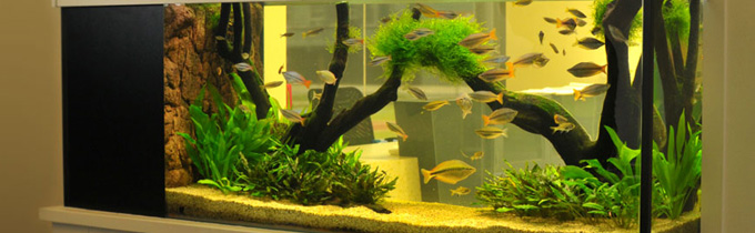 Australian native rainbow fish tank