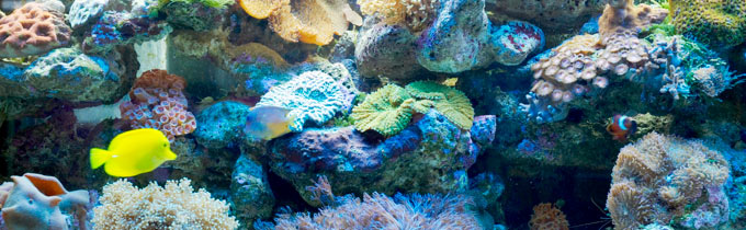 marine fish tank
