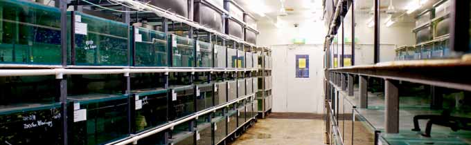 Coburg Aquarium quarantine room