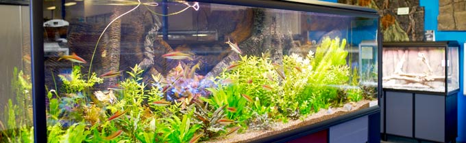 Coburg Aquarium show room