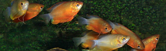 orange thick lip gourami