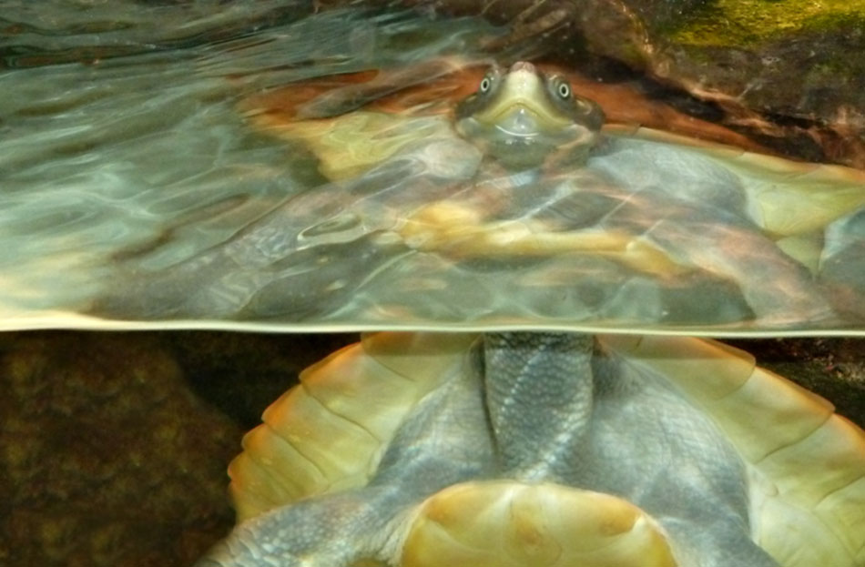 Mary river turtle
